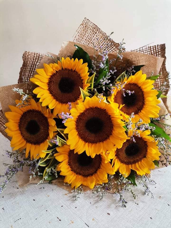 Sunflower 5